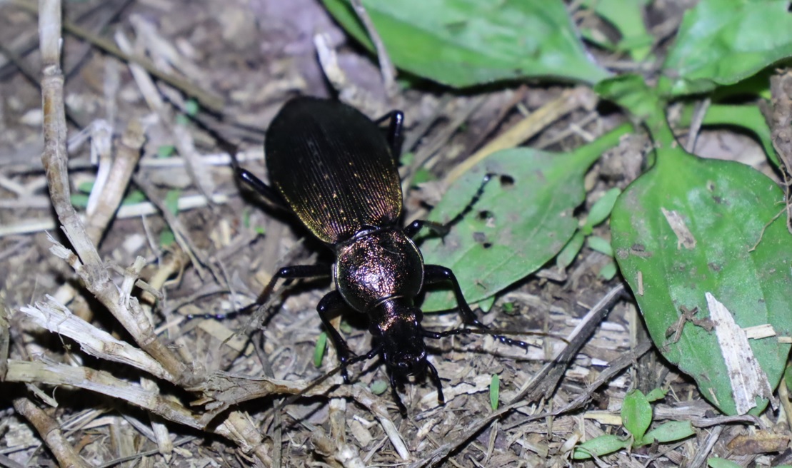 地面を這う オサムシ_クワガタ達のオアシス_2023年3月31日18時40分気温16度